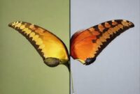 Perbandingan antara antarmuka Ulead PhotoImpact dan salah satu alternatif modernnya (misalnya, GIMP atau Photoshop Elements).